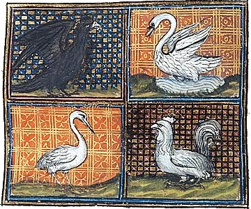 The Folklore of Birds