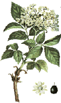 Elderflower